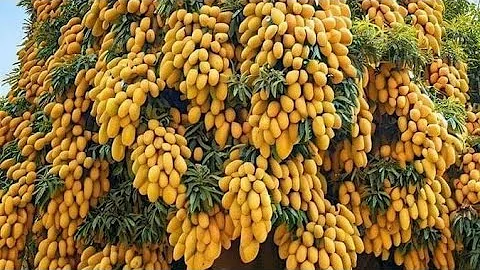 Unique Technique : Grafting Mango Tree Using Coconuts Growing Faster and Has Many Fruits