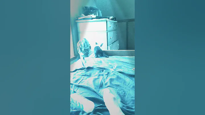 Clover the bunny has a dance party
