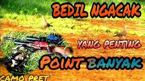 BERBURU BURUNG TEKUKUR DI PERSAWAHAN || Target Bawah