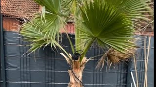 Auspflanzen Washingtonia Robusta mit Erhöhung in den Garten mit Heizkabel für den Winterschutz