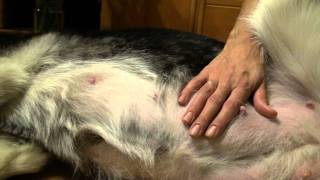 Husky RADA_незадолго до рождения щенков Husky RADA_незадолго до рождения щенков