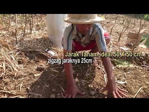 Video: Menanam Bulbil: Apakah Bulbil Dan Cara Menanam Tumbuhan Daripada Bulbil