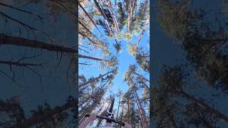 Fun PoV line #mtb #bike #backflip #dirtjump #fun #bikelife