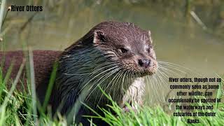Outer Banks Animals Unveiled Exploring the Enchanting Biodiversity