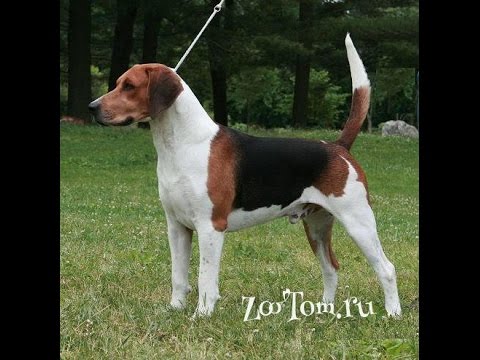 Бигль харрьер (Beagle Harrier)