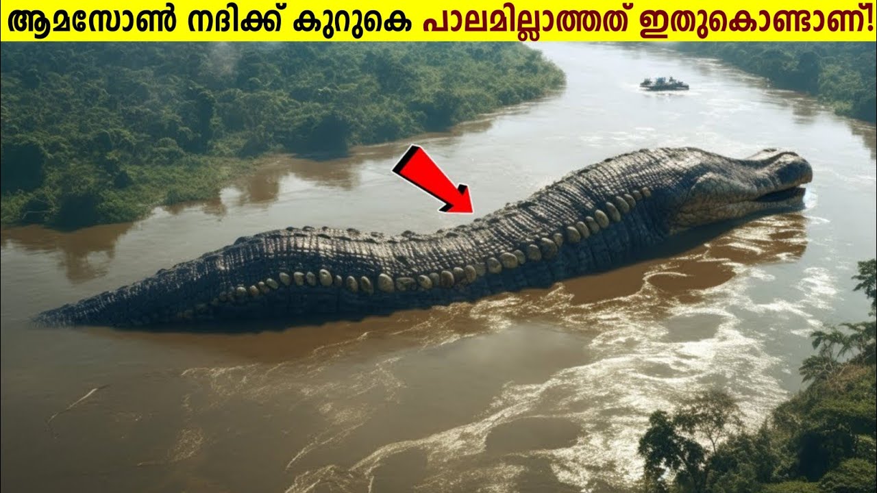 ആമസോൺ നദിക്ക് കുറുകെ ഇപ്പോഴും പാലമില്ലേ?😱The Mysteries Of Amazon Rainforest Malayalam| Curiostellar