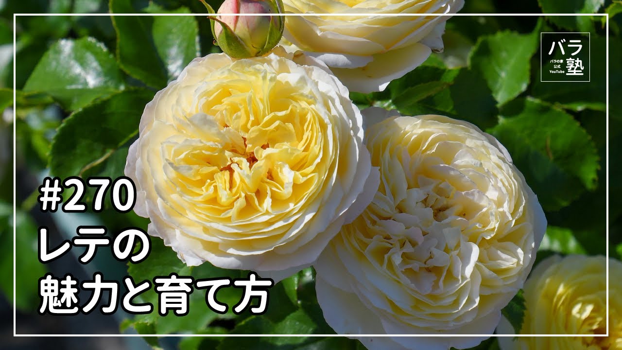 バラ苗【新苗】レテ 国産苗［契約品種］《J-RO》 | すべての商品