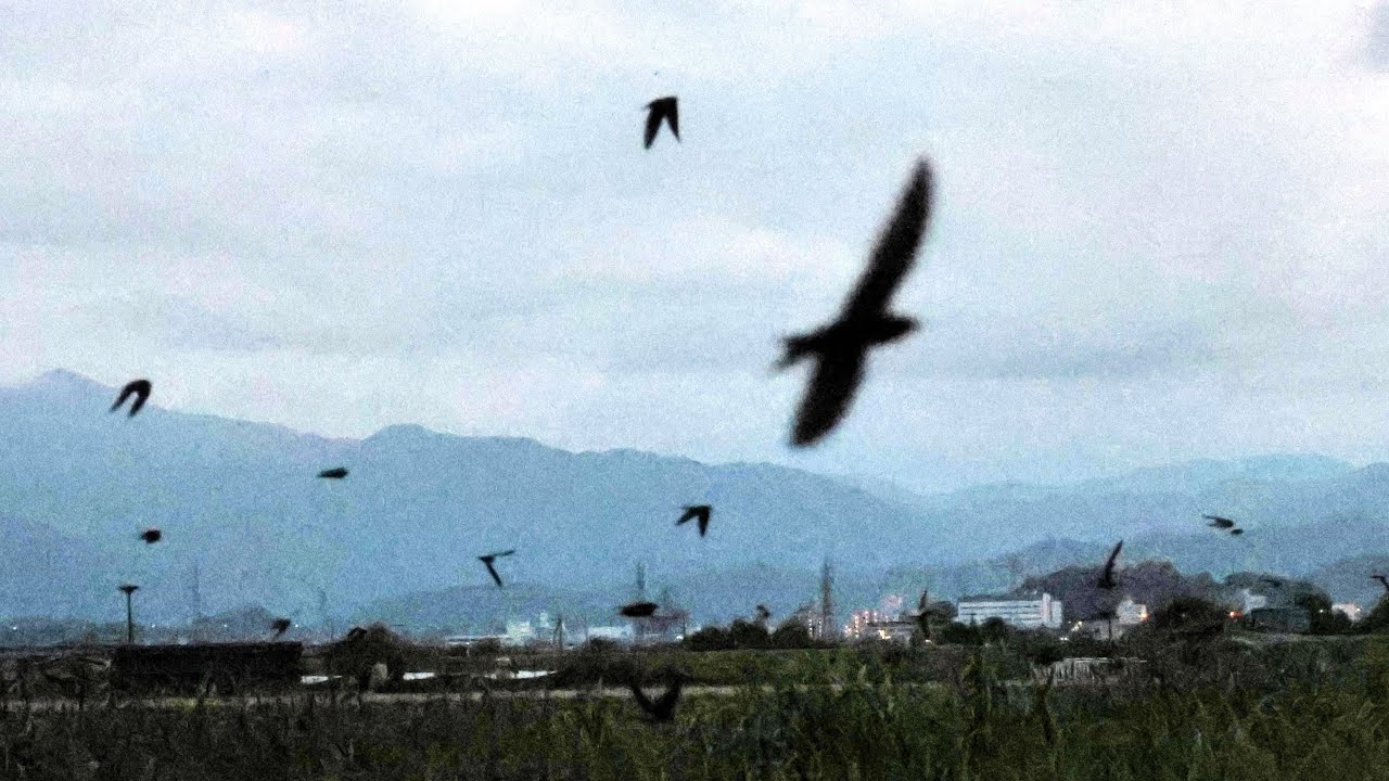 Swallows at Summer Dusk: 30,000 Birds Take Flight in a Mass