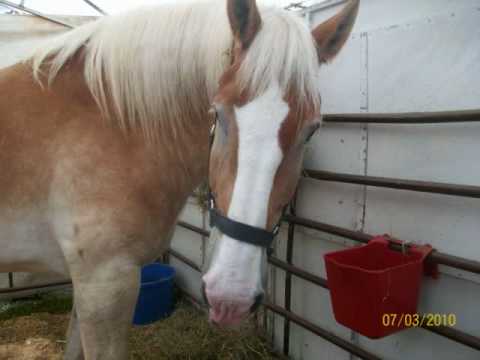 trumbull county fair 2010