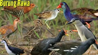Pelihara Burung burung Rawa Seperti Mandar biru,Ruak ruak ganggang bayam timur,siantar  mandar batu