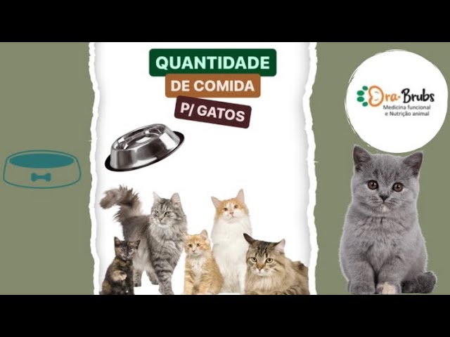 QUANTO OFERECER DE COMIDA PARA O SEU GATO 🐱?