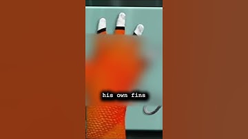 Finding Nemo but Make it Disturbing