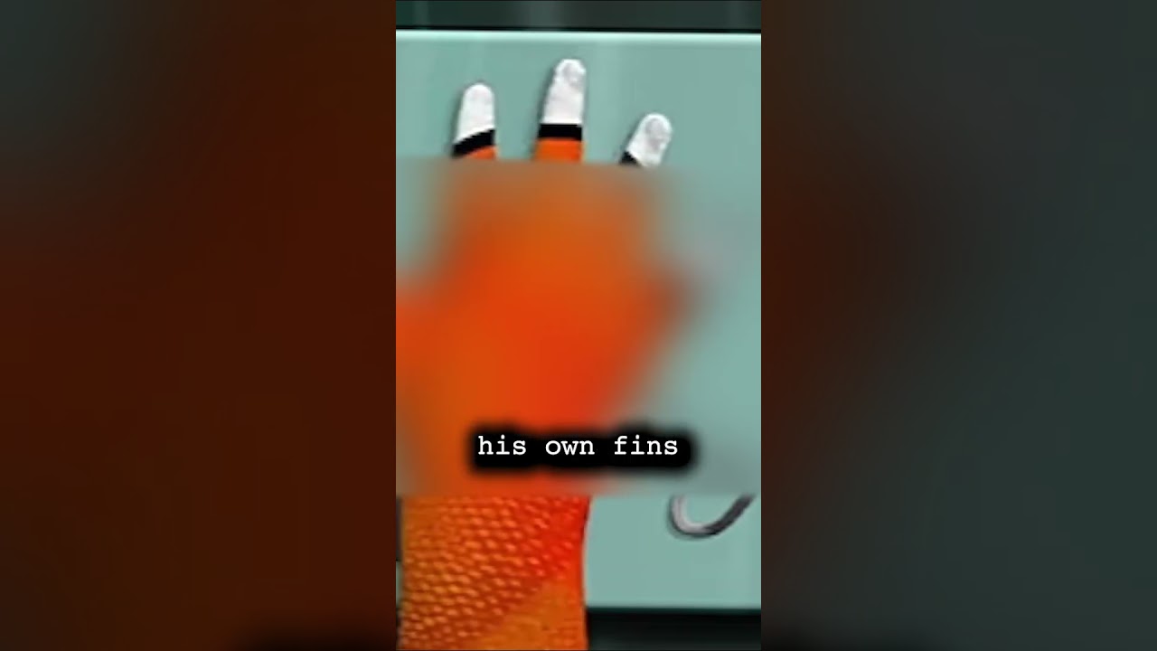 В поисках Немо, но сделайте его тревожным