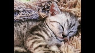 Котёнок в Новой Семье! Игрулька!Красотулька! Котёнок в Новой Семье! Игрулька!Красотулька!