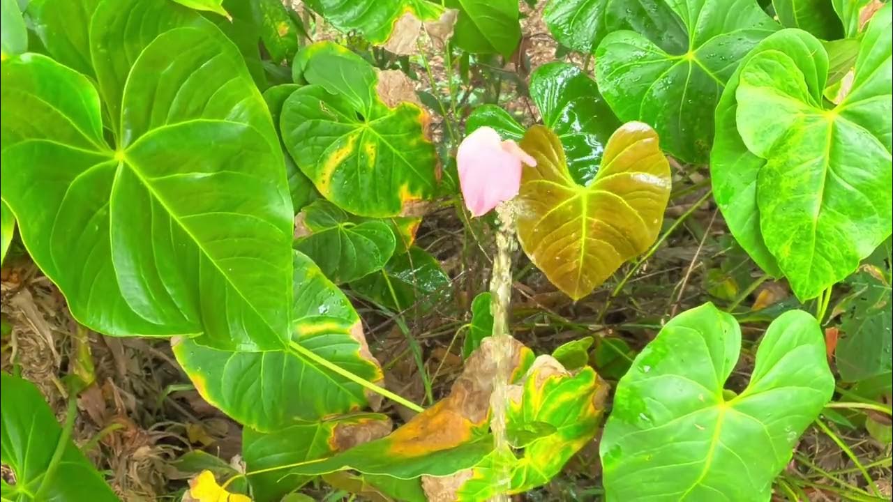Men peeing to flower Men peeing outdoor Men peeing morningNutrition