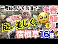 【宿根草】一度植えると庭が勝手に美しくなる宿根草16種・春植え🌸/ シェードガーデンに明るさと花(華)を加えられる人気種 / 湿り気味?乾燥気味?植え付け時の土も重要ポイント【ガーデニング】