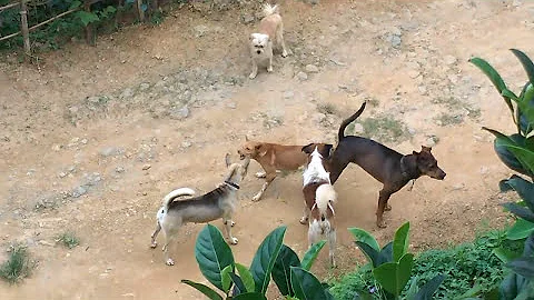 Unstoppable Dog mating // Mizo ui - DayDayNews