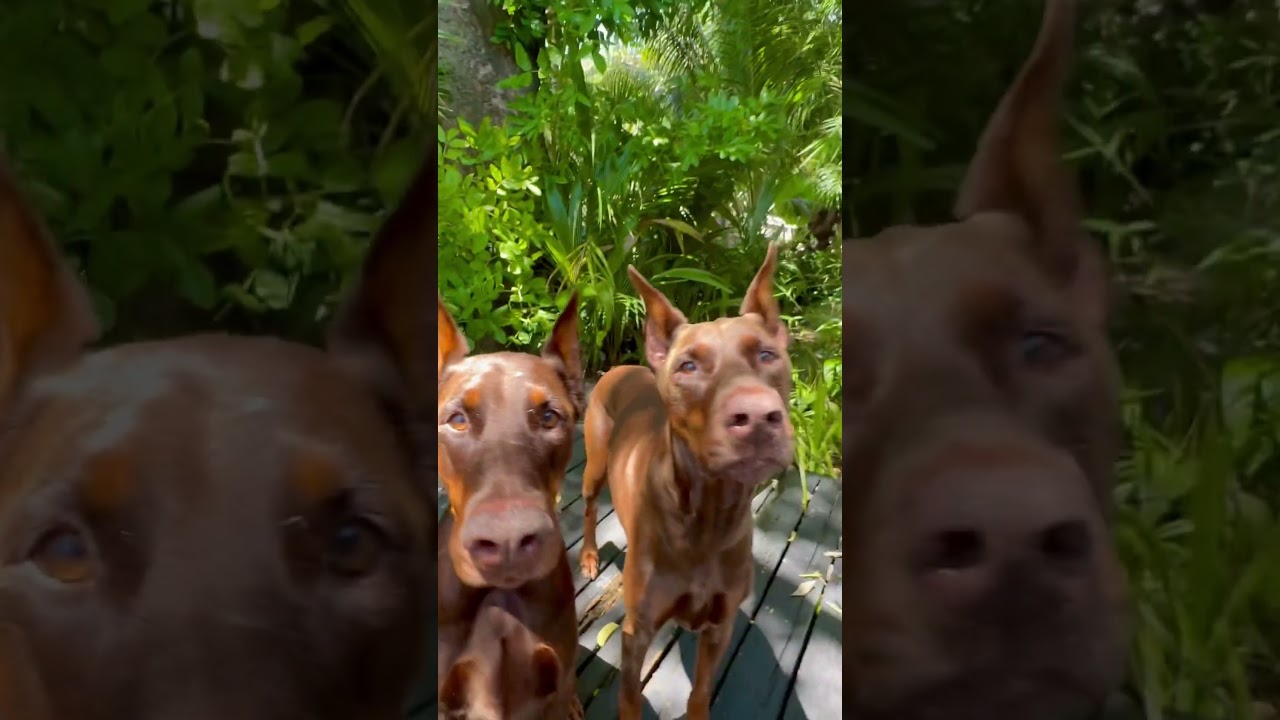 Use this sound on the last video on your camera roll and it'll make it cute #doberman #animals #dog