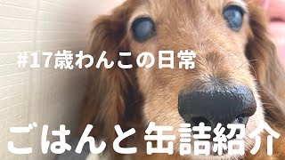 ドックフードと缶詰の紹介！17歳わんこは何を食べてるの？　ミニチュアダックスフンド