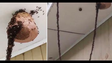 Millions Of Ants Form A Living Bridge To Attack Enemy Wasp Nest