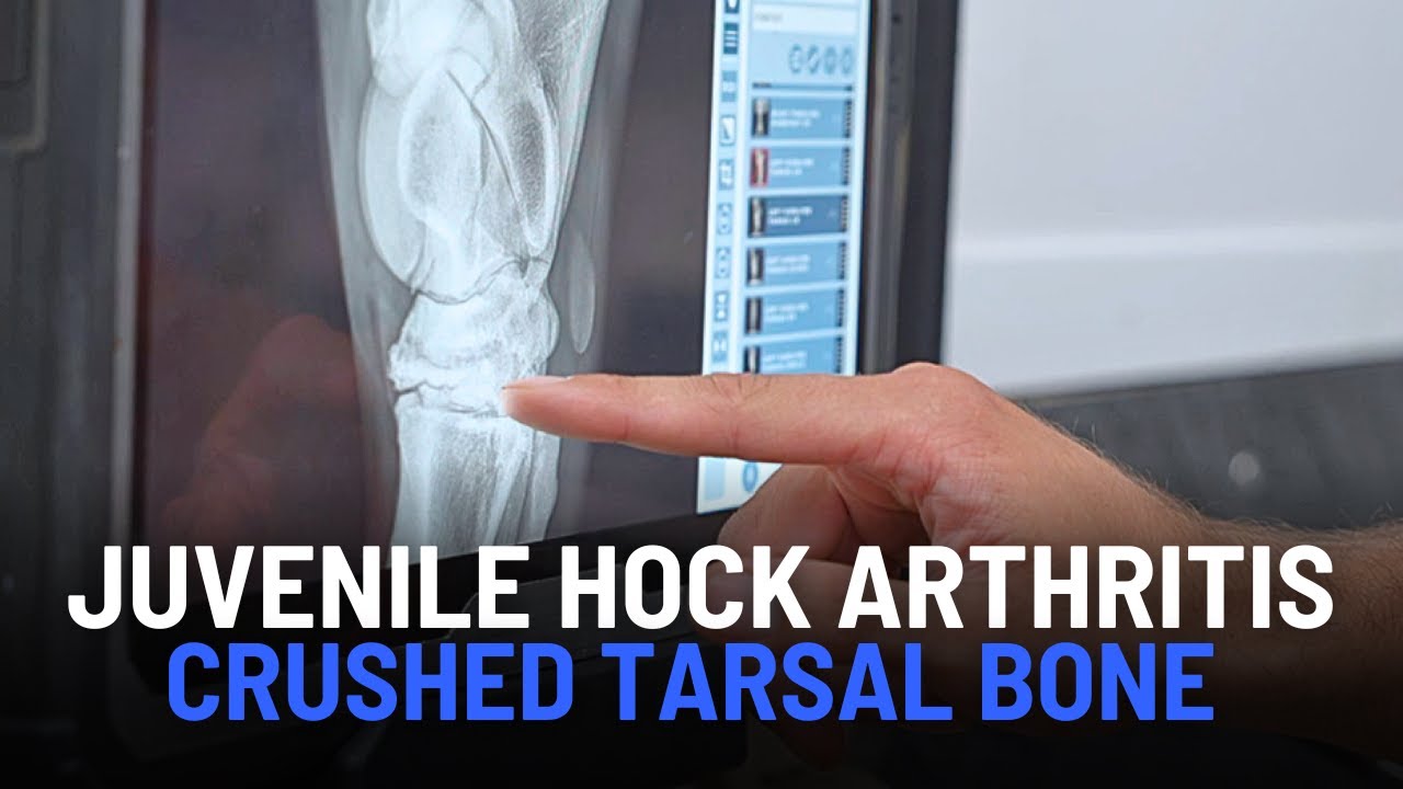 Juvenile Hock Arthritis in Both Hind Legs | Managing Club Foot and Crushed Tarsal Bones