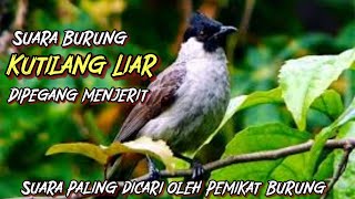 suara pikat kutilang paling ampuh mp3 💯 || suara pikat kutilang yang paling banyak dicari