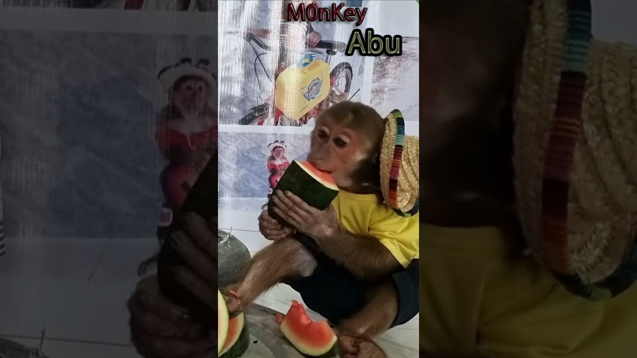 Monkey loves watermelon 