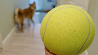 [Pepper the Shiba] dog vs giant ball