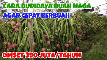 BUDIDAYA BUAH NAGA, PETANI BANYUWANGI RAUP OMSET 390 JUTA PERTAHUN || CARA MENANAM BUAH NAGA