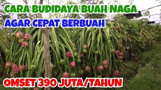 BUDIDAYA BUAH NAGA, PETANI BANYUWANGI RAUP OMSET 390 JUTA PERTAHUN || CARA MENANAM BUAH NAGA