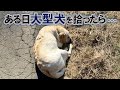 道端に倒れていたレトリーバーとの出会いで人生が大きく変わったお話