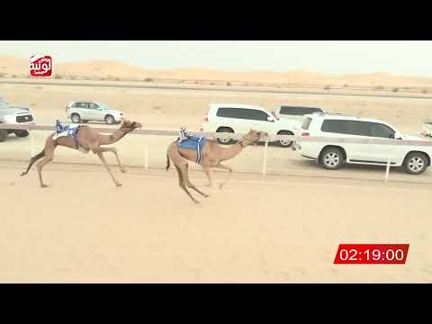 الشوط 1 نشره ل عيسى الدهيمي بن غافان الخييلي 3 00 شارة الديوان 2025 09 12 حقايق الخزنة