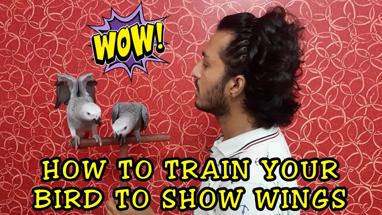 How to train your bird to show wings || Bird training tutorial || African grey parrot tricks