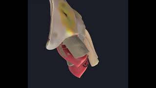 Falciform Ligament 3D