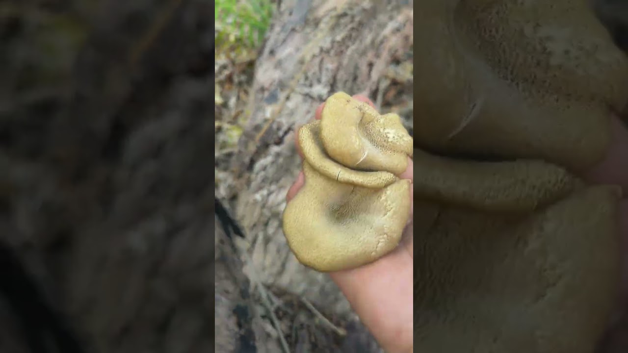 มาเลาะหาขอนเห็ดบดธรรมชาติกันจ้า