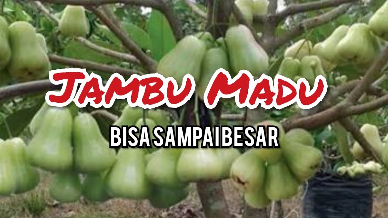 CARA MERAWAT JAMBU AIR DALAM POT AGAR BISA PANEN - YouTube