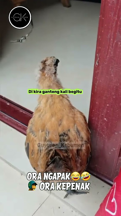 dubing jawa ngapak #shorts #subscribe #comedy