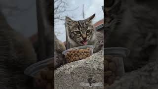 Mirket Kardeşler लल Şfet