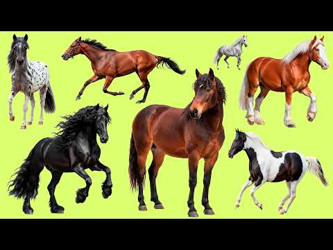 Learn 25 Horse Breeds in Ukrainian 🐎 | Horse Breeds with Audio