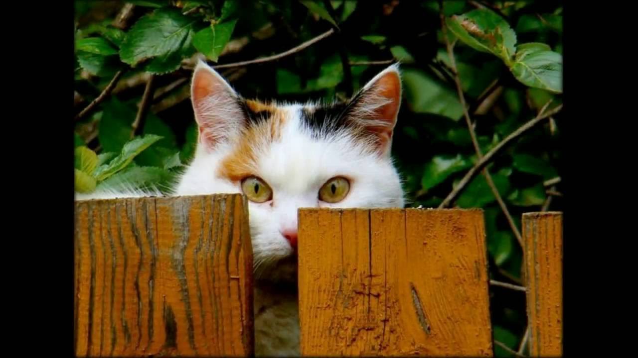 Деревянная Кошка Фото