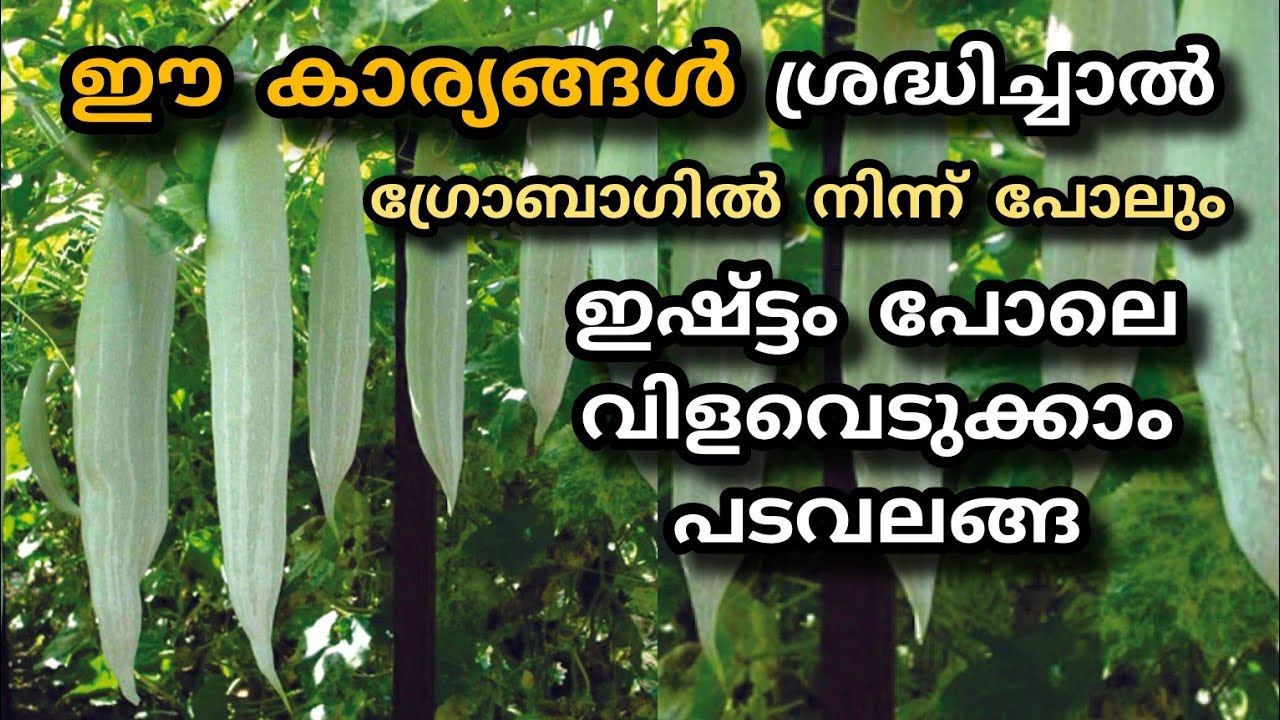 പടവലം കൃഷി രീതിയും പരിചരണവും | snake gourd plant | jaivakrishi 