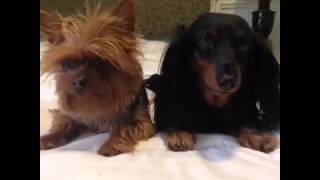how to explain swag to your dogs pt  2  Brittany Furlan's Vine #124
