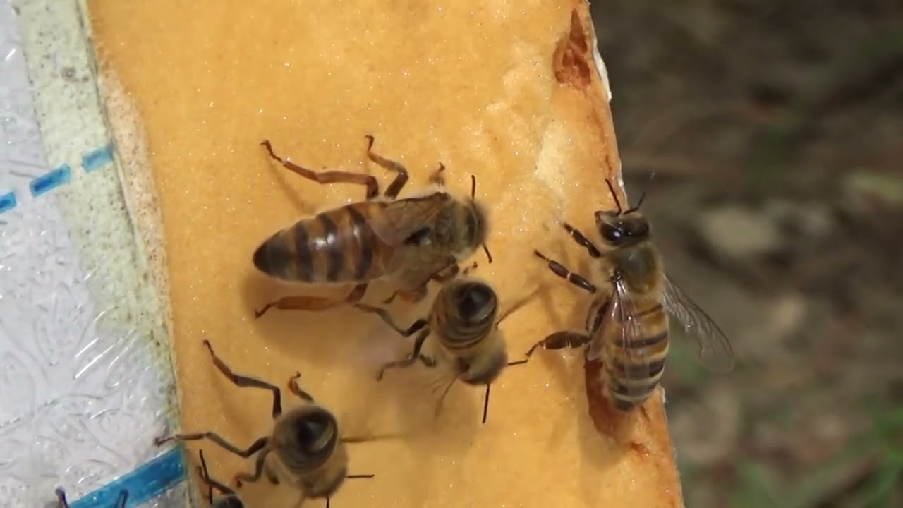 Essaim secondaire, peu d'abeilles mais beaucoup de reines !!!! (2 mai 2022)