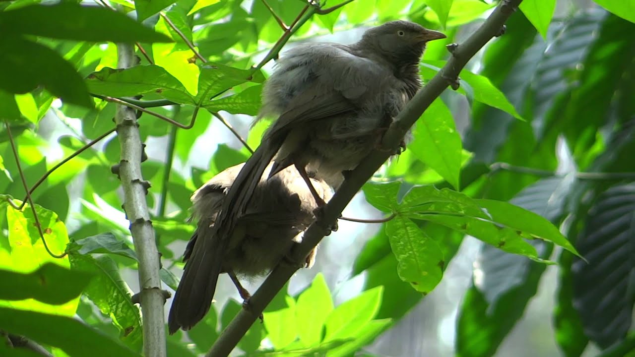 Birds grooming themselves