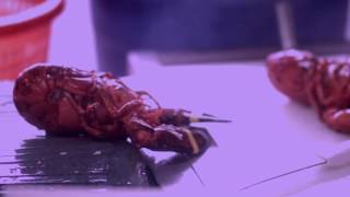 ESC - Ogunquit Lobster Pound Restaurant Yelp Promo