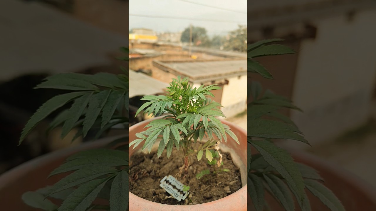 Sheet Lehar Special Song 🥶 | Winter Vibes❄️ | Thand ki feel wala viral song Viral Vibes 