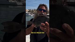 How Many Times do I say Triggerfish in this Video?