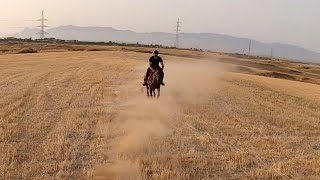 Horse Riding - Thoroughbreds Galloping in the Countryside - GoPro Hero 7 Hypersmooth  & Speed Gauges