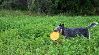 Unlock Your Australian Cattle Dog's Agility Excellence - Training Tips & Tricks