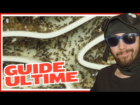 Vidéo: Ferme de fourmis avec des fourmis. Comment faire une fourmilière de vos propres mains?